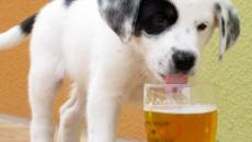 Можно ли давать алкоголь собакам